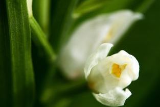 Schwertbl�ttriges Waldv�glein_Einzelbl�te