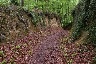 Im Wald auf dem L�sshohlwege-Pfad